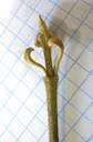 wayfaring-tree (viburnum lantana), apical bud (folded leaves and flower), no bud scales. 2009-01-26, Pentax W60. keywords: viorne lantane, lantana
